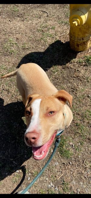 CJ Mixed Breed Dog