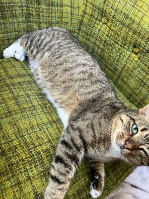 Please note that PJ is a courtesy post and is not located at or affiliated with Paws Crossed Animal