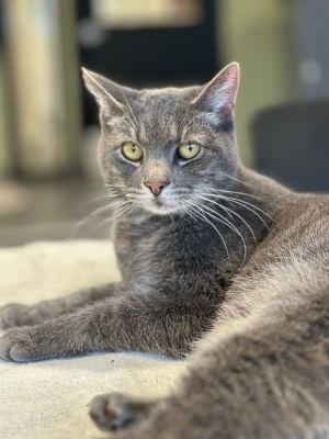 Shimmer Domestic Short Hair Cat