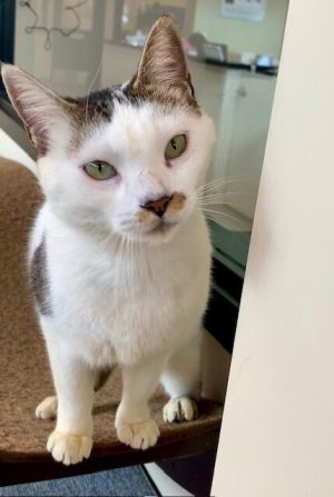 Birthdate 07012020 Breed One of a kind BOO Nothing to be scared of here But if we asked Boo s