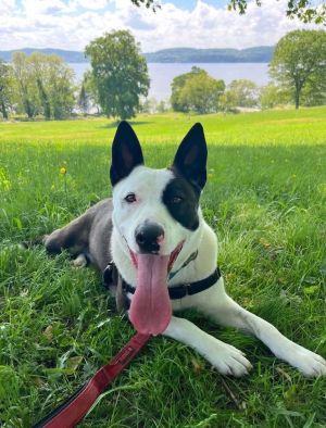 Birthdate 12202021 Breed One of a kind Weight 60 lbs Check out my video Playing Ball With a na