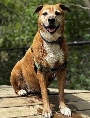 Birthdate 11018 Breed One of a kind Weight 65 lbs Check out my Video Harpers Day Out Meet Har
