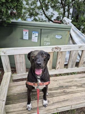 Birthdate 03152019 Breed One of a kind Weight 55 lbs Hey there its me Otis Im an affection