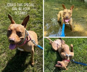 Birthdate 2102015 Breed One of a kind Meet Destiny the fabulous 10-years-young bundle of joy wh