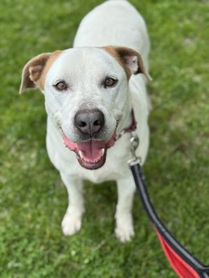 Birthdate 02242017 Breed One of a kind Weight 56 lbs Meet Liam A Gentle Soul with a Heart Full 