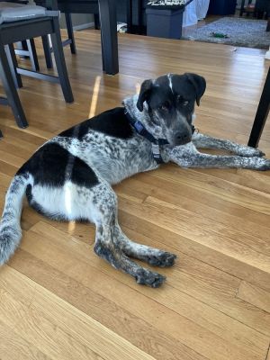Birthdate 10182022 Breed One of a kind Weight 77 lbs Meet Nelson 25 years old  Professional 