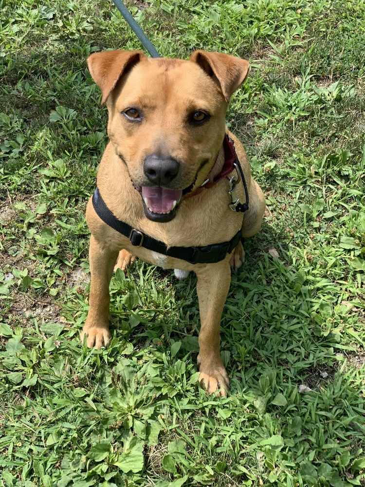 Banjo