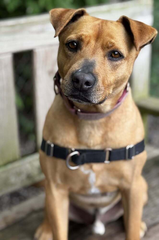 Banjo