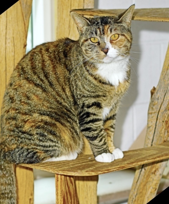 Hello, an adoptable Domestic Short Hair in Salmon, ID, 83467 | Photo Image 1