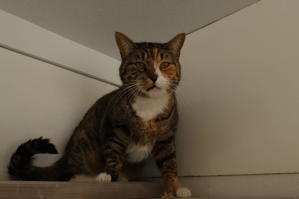 Hello, an adoptable Domestic Short Hair in Salmon, ID, 83467 | Photo Image 2
