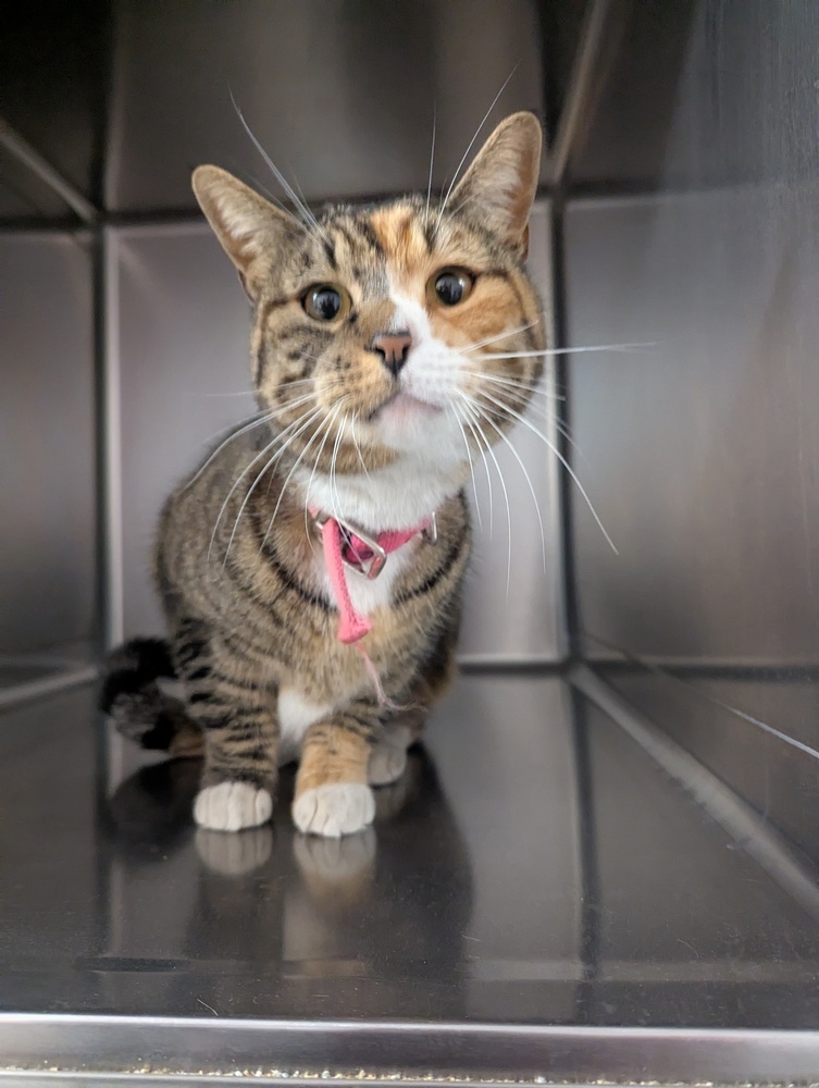 Hello, an adoptable Domestic Short Hair in Salmon, ID, 83467 | Photo Image 3
