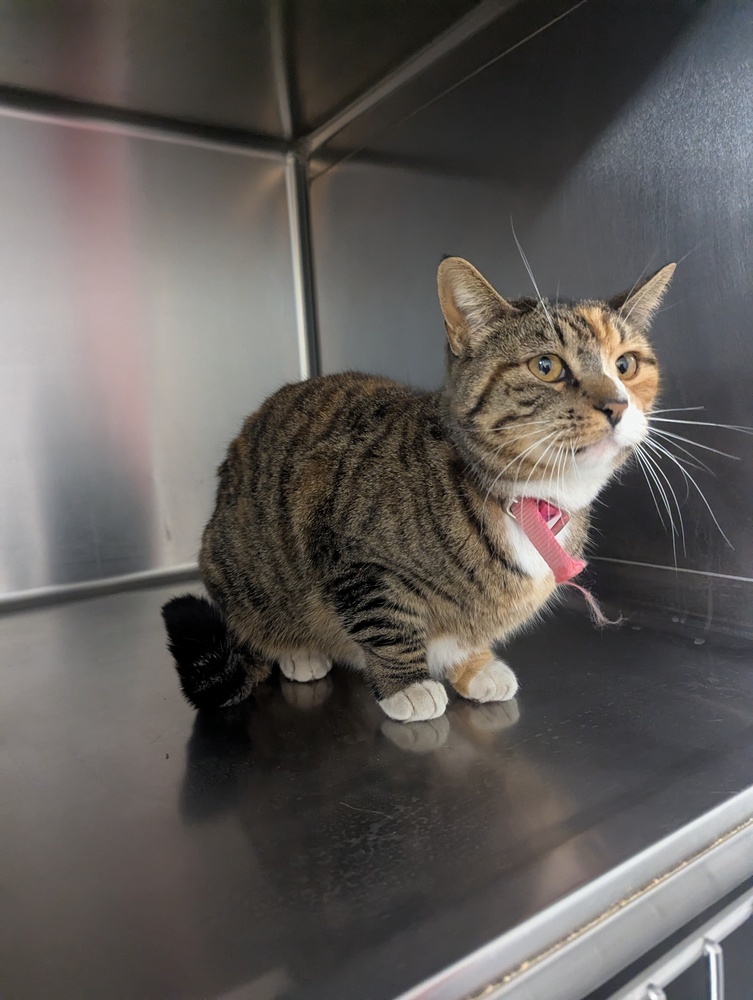 Hello, an adoptable Domestic Short Hair in Salmon, ID, 83467 | Photo Image 4