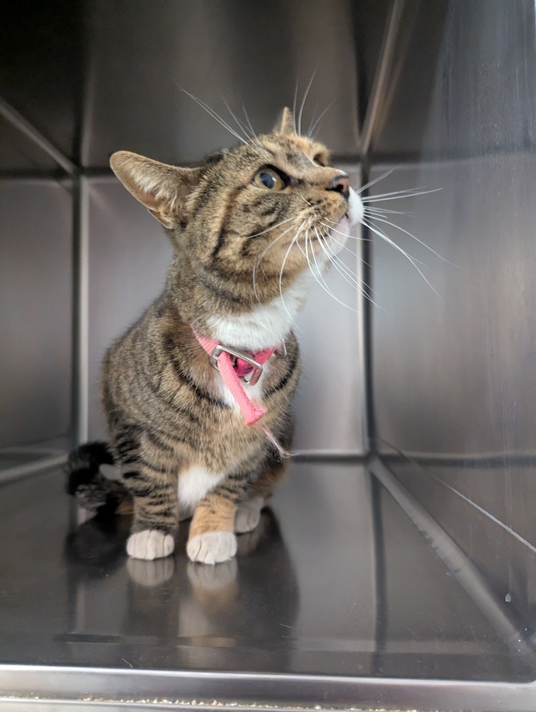 Hello, an adoptable Domestic Short Hair in Salmon, ID, 83467 | Photo Image 5