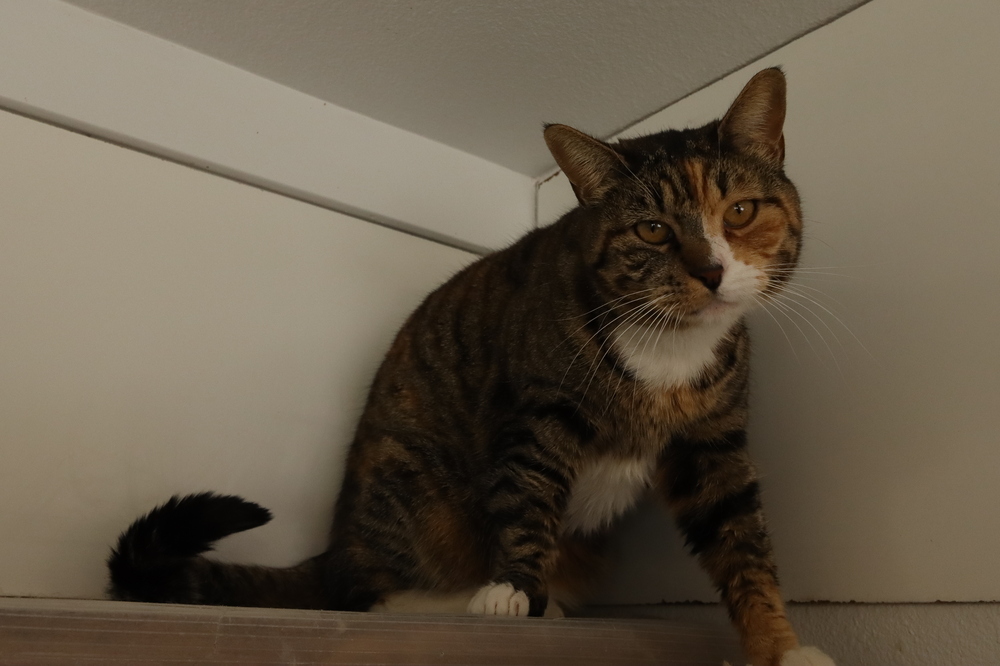 Hello, an adoptable Domestic Short Hair in Salmon, ID, 83467 | Photo Image 6
