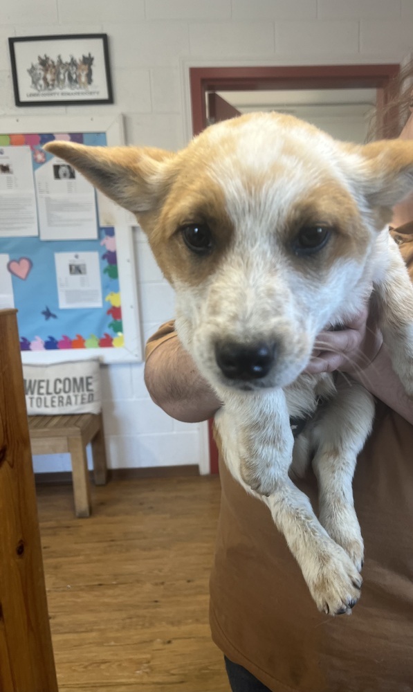 Nute, an adoptable Corgi in Salmon, ID, 83467 | Photo Image 1