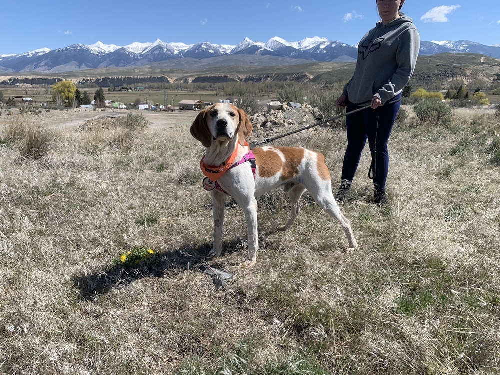 Odin, an adoptable English Coonhound in Salmon, ID, 83467 | Photo Image 1