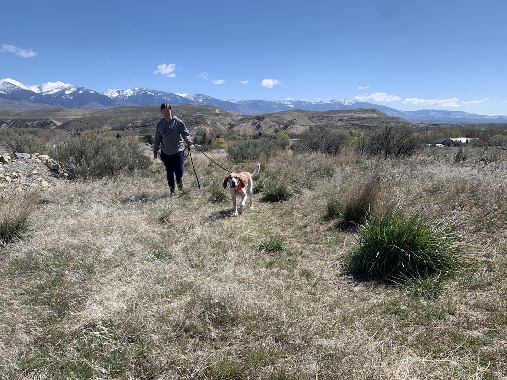 Odin, an adoptable English Coonhound in Salmon, ID, 83467 | Photo Image 2
