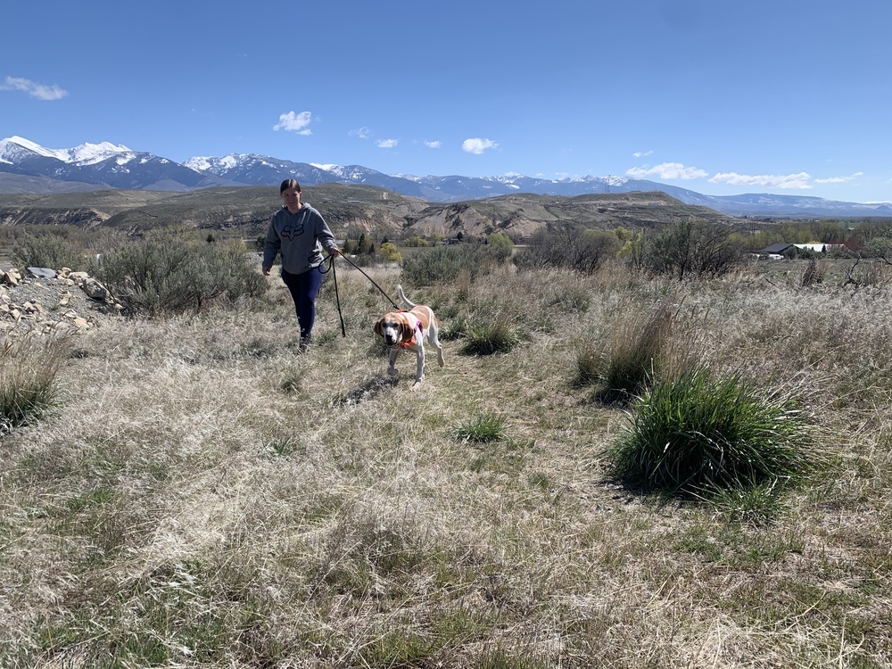 Odin, an adoptable English Coonhound in Salmon, ID, 83467 | Photo Image 3