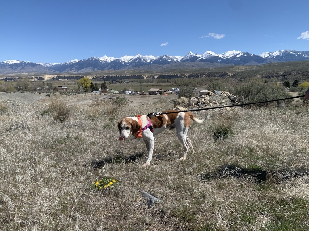 Odin, an adoptable English Coonhound in Salmon, ID, 83467 | Photo Image 4