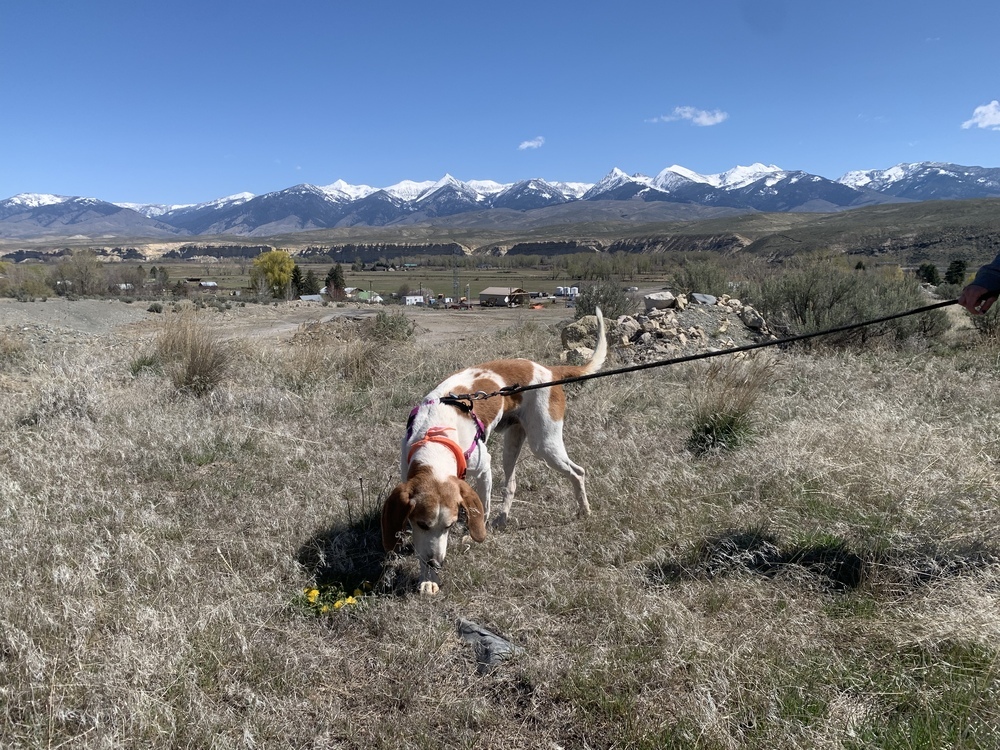 Odin, an adoptable English Coonhound in Salmon, ID, 83467 | Photo Image 5