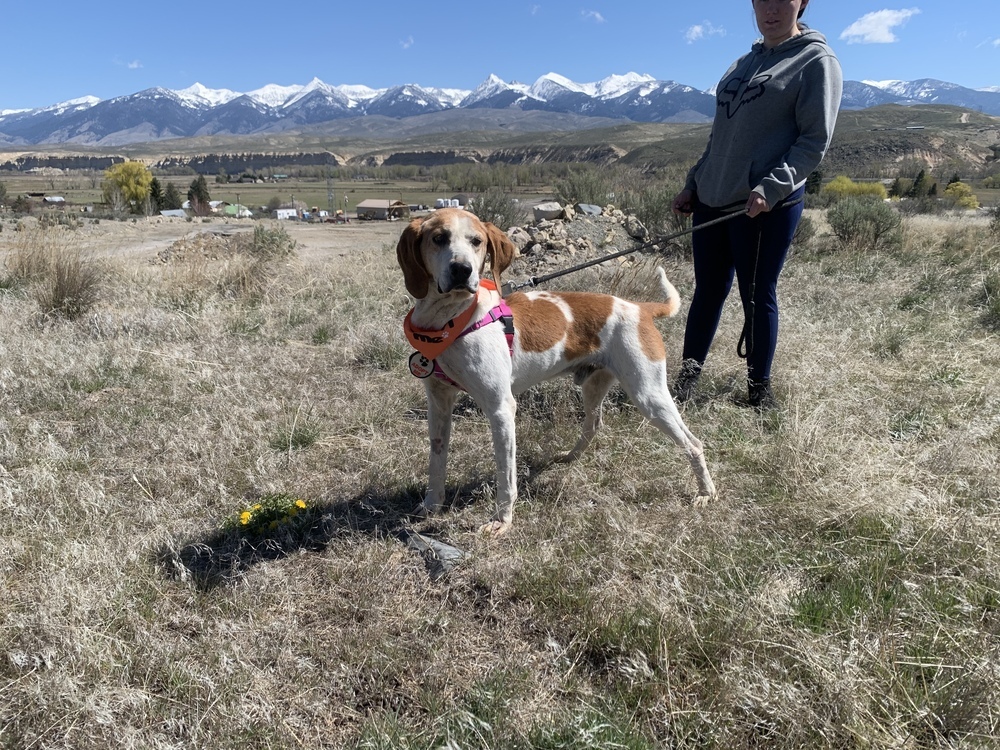 Odin, an adoptable English Coonhound in Salmon, ID, 83467 | Photo Image 6