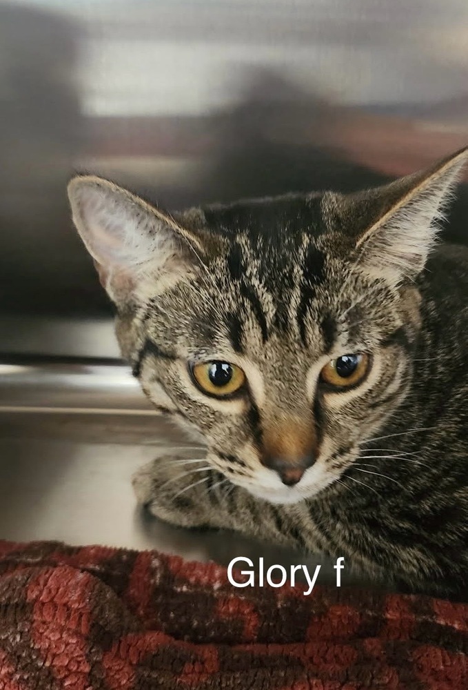 Glory, an adoptable Domestic Short Hair in Bend, OR, 97701 | Photo Image 1