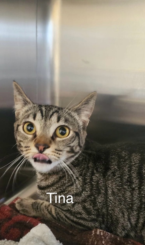 Tina, an adoptable Domestic Short Hair in Bend, OR, 97701 | Photo Image 1