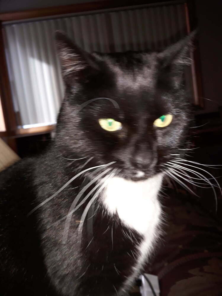 Sassy, an adoptable Domestic Short Hair in Bend, OR, 97701 | Photo Image 1