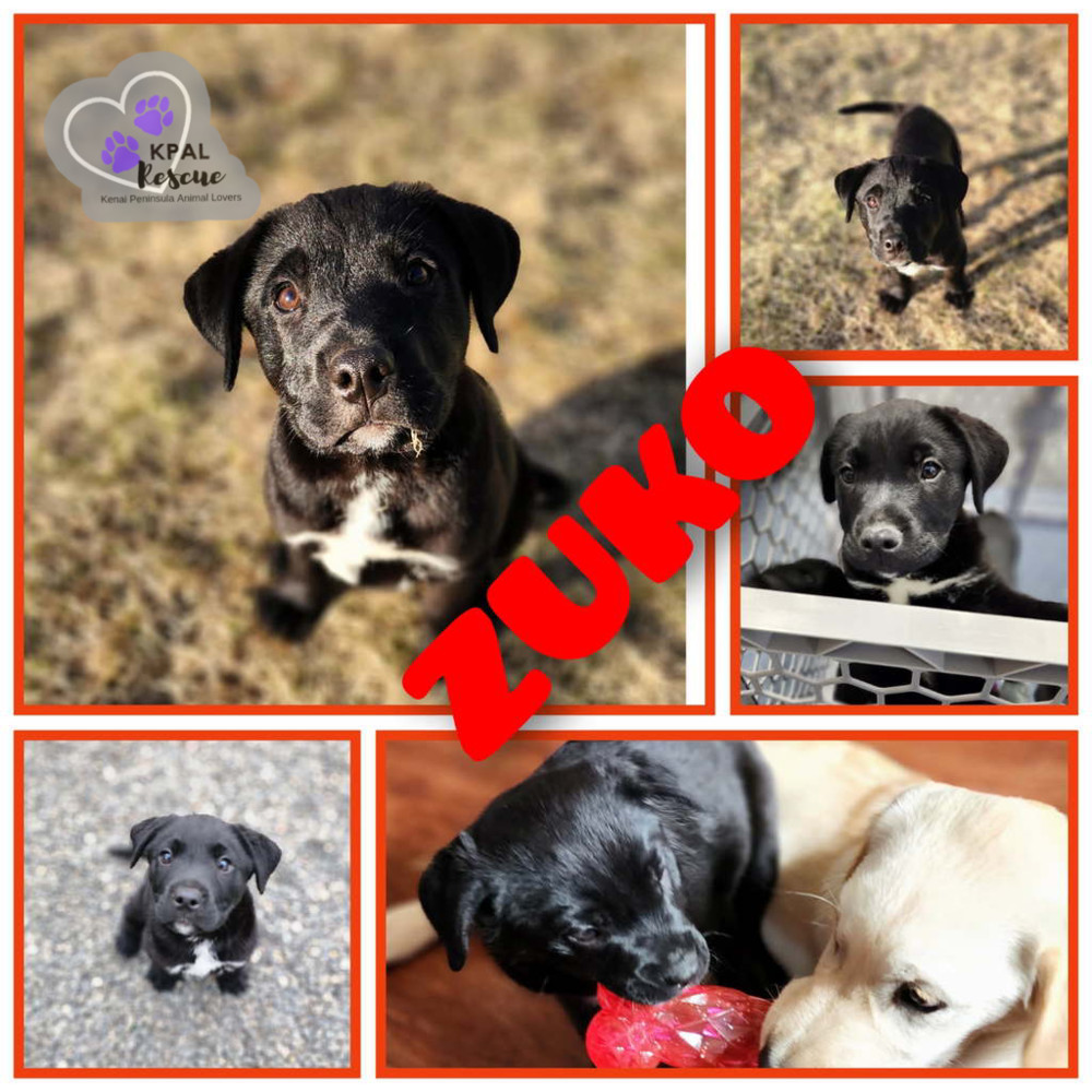 Zuko - Grease Litter, an adoptable Labrador Retriever, Pit Bull Terrier in Kenai, AK, 99611 | Photo Image 1