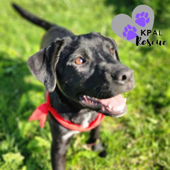 Zuko - Grease Litter, an adoptable Labrador Retriever, Pit Bull Terrier in Kenai, AK, 99611 | Photo Image 1