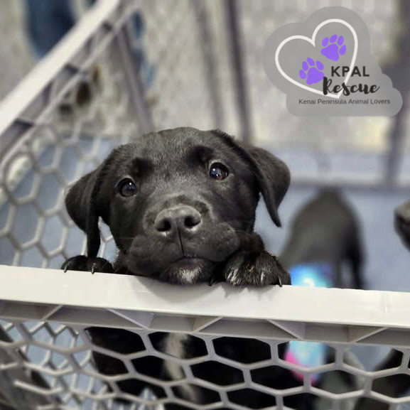 Zuko - Grease Litter, an adoptable Labrador Retriever, Pit Bull Terrier in Kenai, AK, 99611 | Photo Image 2