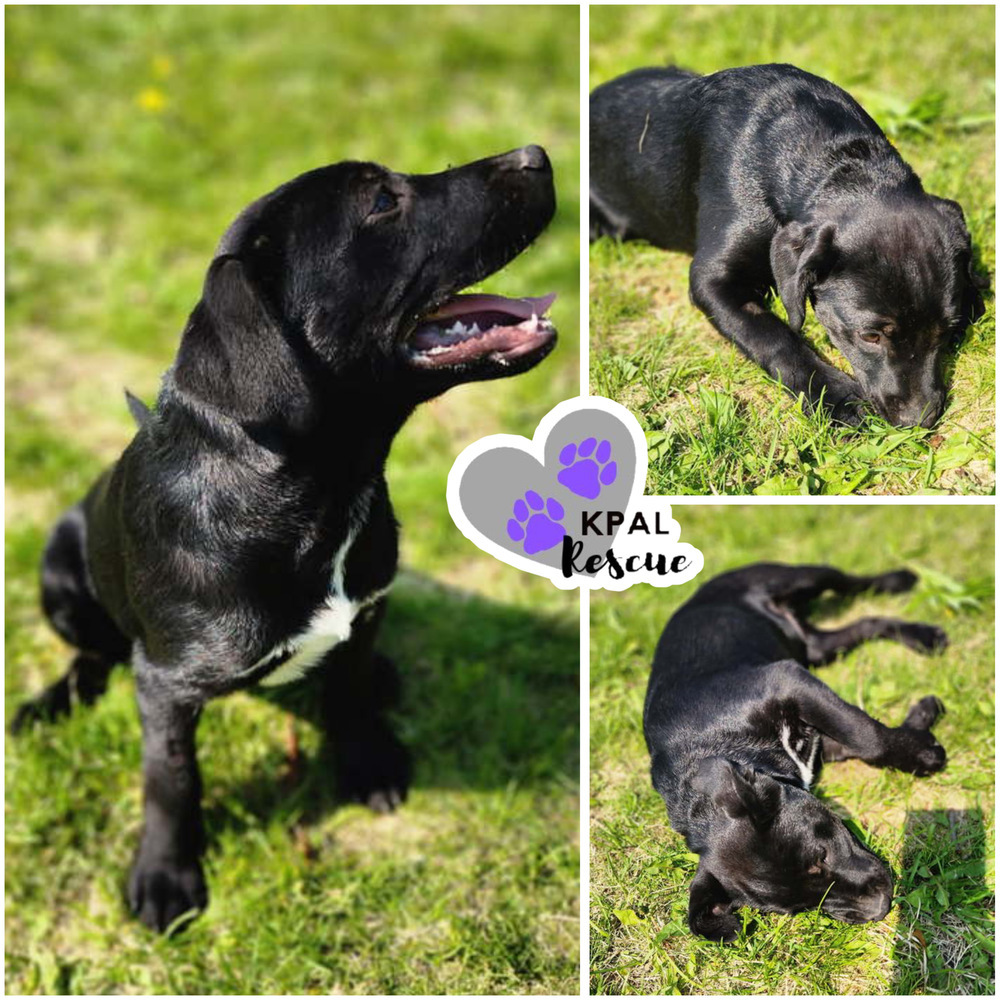 Zuko - Grease Litter, an adoptable Labrador Retriever, Pit Bull Terrier in Kenai, AK, 99611 | Photo Image 2