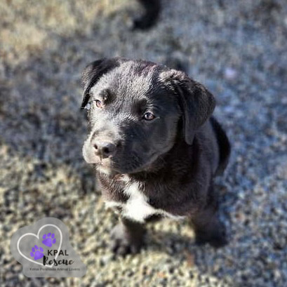Zuko - Grease Litter, an adoptable Labrador Retriever, Pit Bull Terrier in Kenai, AK, 99611 | Photo Image 3