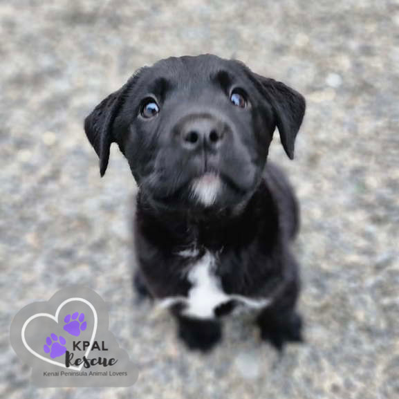 Zuko - Grease Litter, an adoptable Labrador Retriever, Pit Bull Terrier in Kenai, AK, 99611 | Photo Image 4