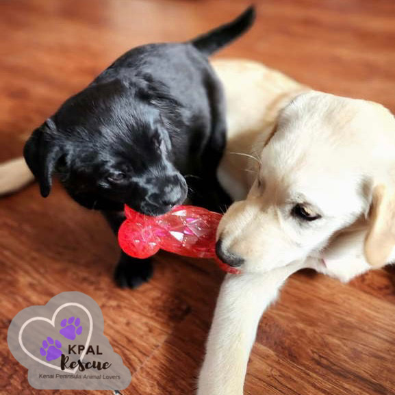 Zuko - Grease Litter, an adoptable Labrador Retriever, Pit Bull Terrier in Kenai, AK, 99611 | Photo Image 5