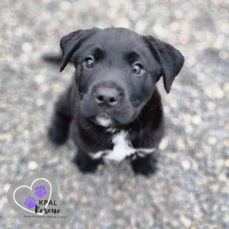 Zuko - Grease Litter, an adoptable Labrador Retriever, Pit Bull Terrier in Kenai, AK, 99611 | Photo Image 6