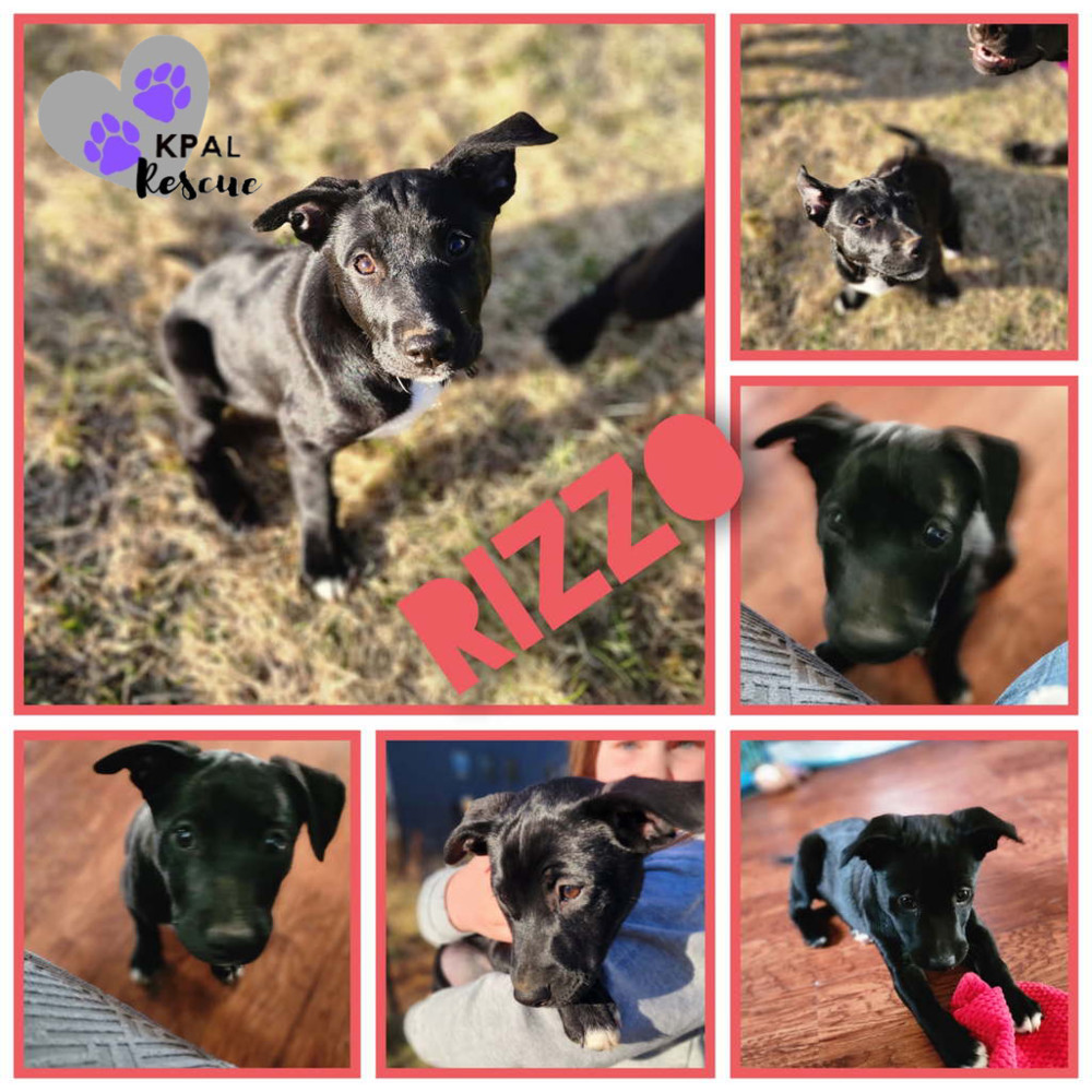 Rizzo - Grease Litter, an adoptable Labrador Retriever, Pit Bull Terrier in Kenai, AK, 99611 | Photo Image 1