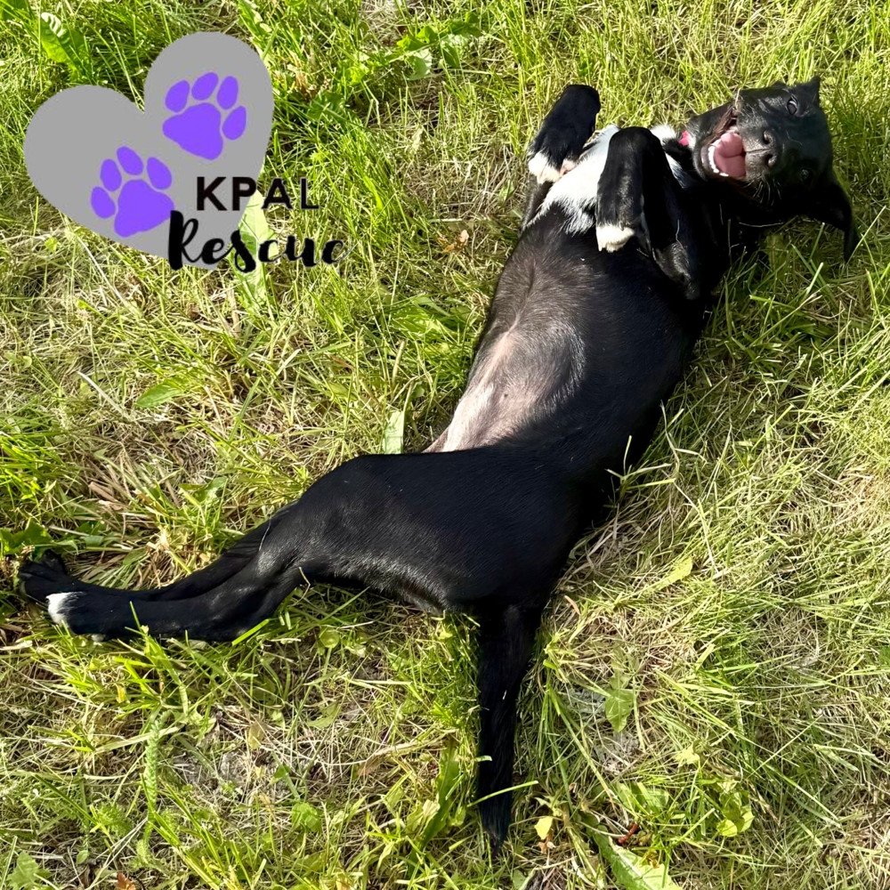 Rizzo - Grease Litter, an adoptable Labrador Retriever, Pit Bull Terrier in Kenai, AK, 99611 | Photo Image 1