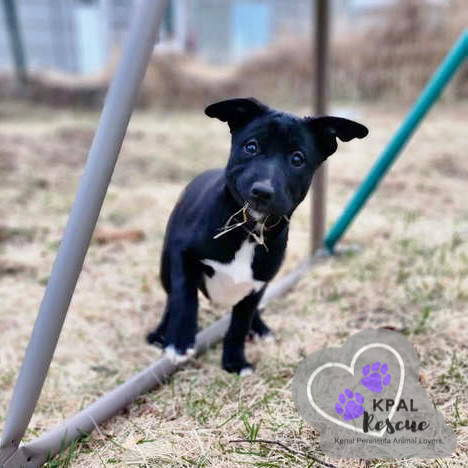 Rizzo - Grease Litter, an adoptable Labrador Retriever, Pit Bull Terrier in Kenai, AK, 99611 | Photo Image 2