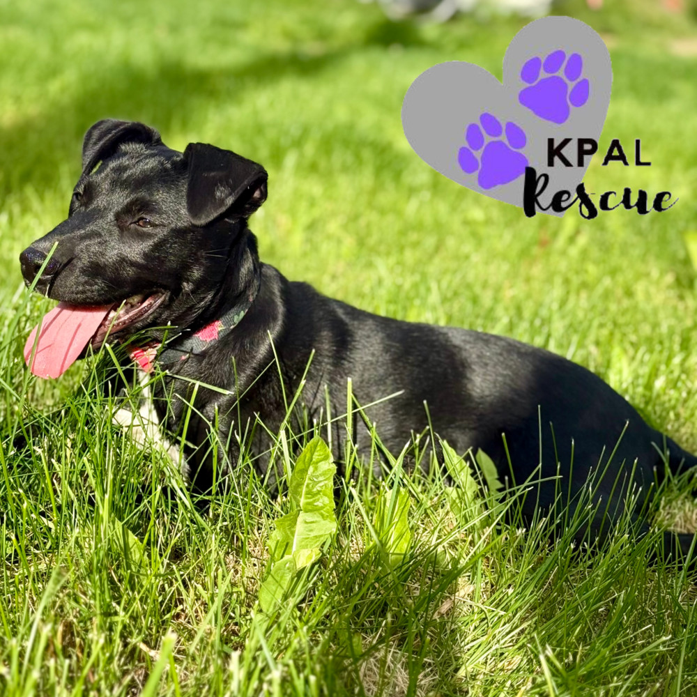 Rizzo - Grease Litter, an adoptable Labrador Retriever, Pit Bull Terrier in Kenai, AK, 99611 | Photo Image 2