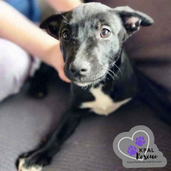 Rizzo - Grease Litter, an adoptable Labrador Retriever, Pit Bull Terrier in Kenai, AK, 99611 | Photo Image 3