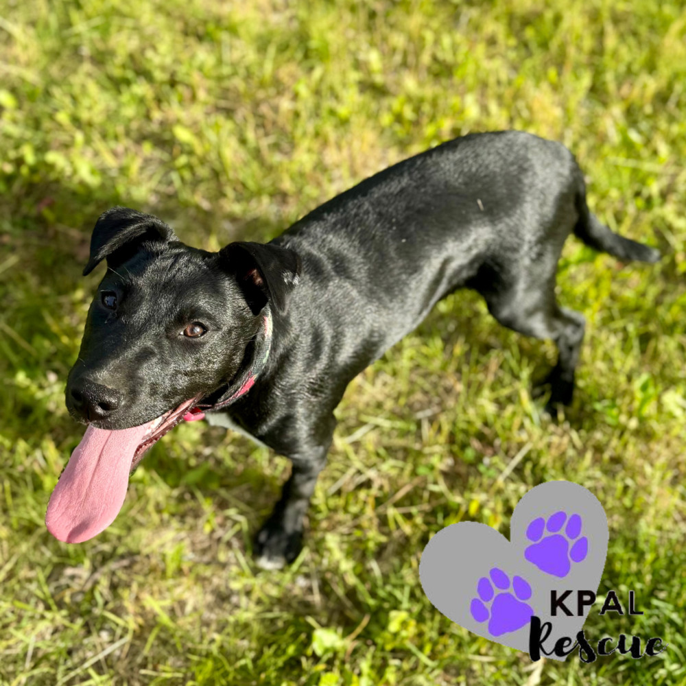 Rizzo - Grease Litter, an adoptable Labrador Retriever, Pit Bull Terrier in Kenai, AK, 99611 | Photo Image 3