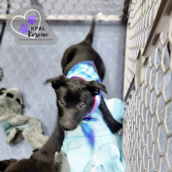 Rizzo - Grease Litter, an adoptable Labrador Retriever, Pit Bull Terrier in Kenai, AK, 99611 | Photo Image 4