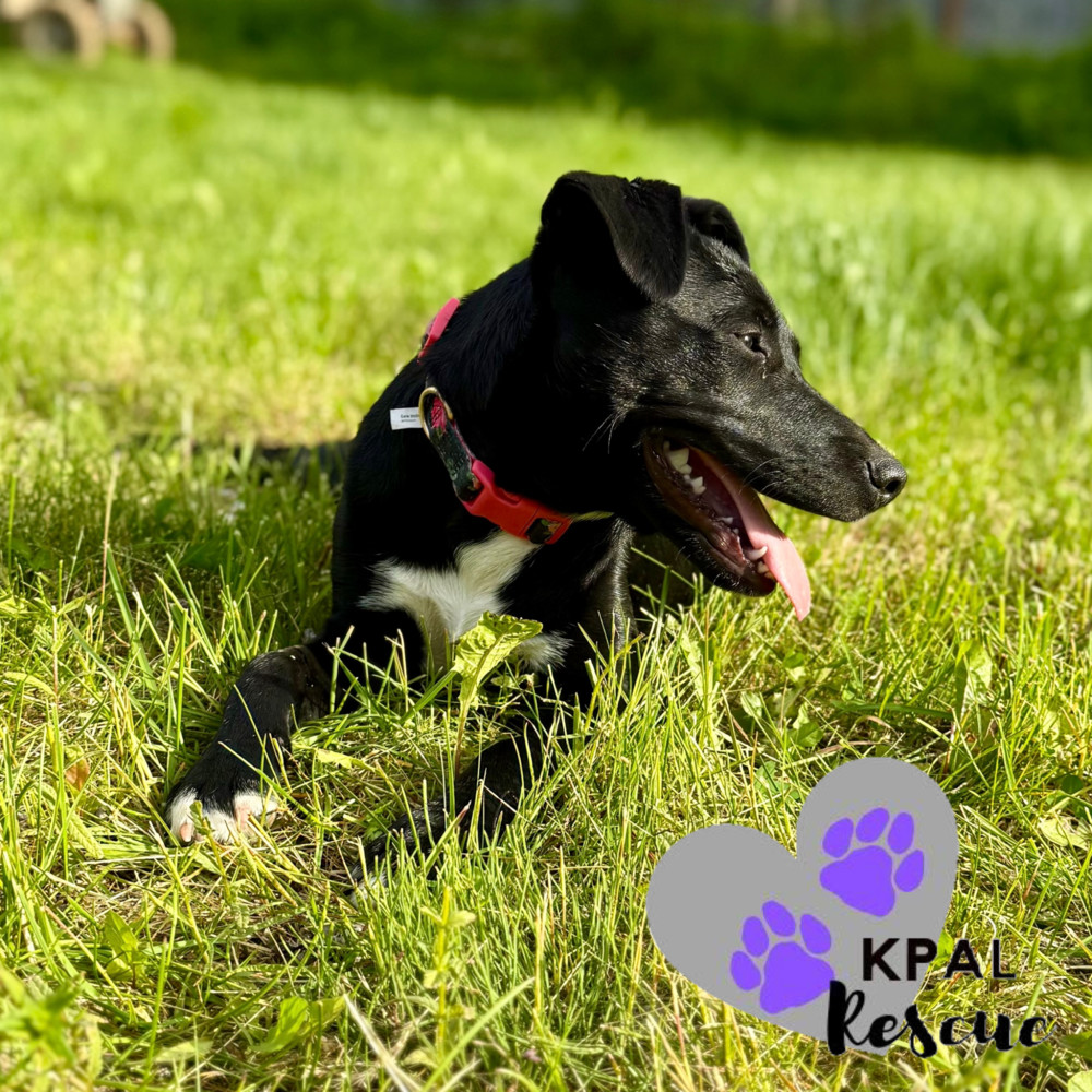 Rizzo - Grease Litter, an adoptable Labrador Retriever, Pit Bull Terrier in Kenai, AK, 99611 | Photo Image 4