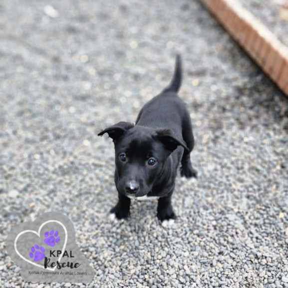 Rizzo - Grease Litter, an adoptable Labrador Retriever, Pit Bull Terrier in Kenai, AK, 99611 | Photo Image 5