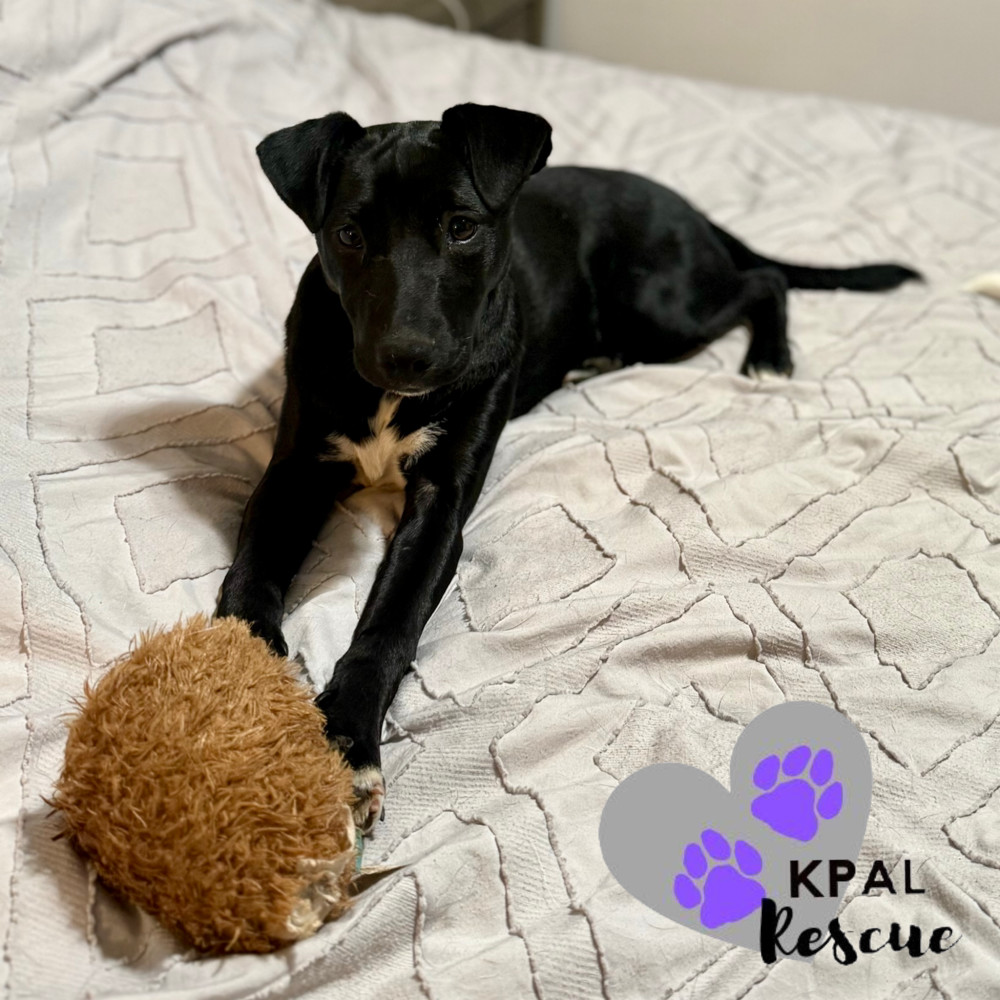 Rizzo - Grease Litter, an adoptable Labrador Retriever, Pit Bull Terrier in Kenai, AK, 99611 | Photo Image 5