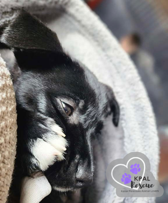 Rizzo - Grease Litter, an adoptable Labrador Retriever, Pit Bull Terrier in Kenai, AK, 99611 | Photo Image 6