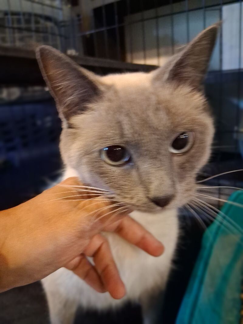 Slim Shady / Toffee, an adoptable Birman in MOUNT AIRY, NC, 27030 | Photo Image 1