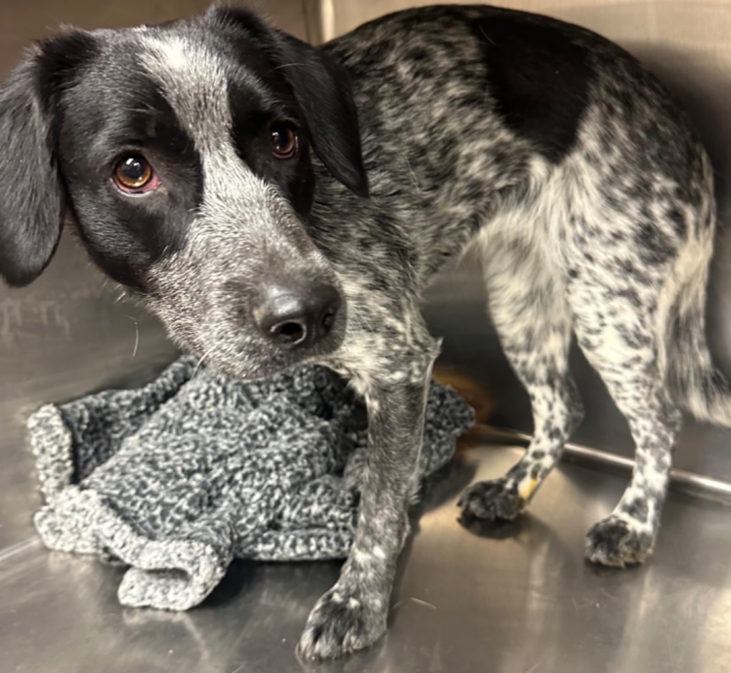 Bluey, an adoptable Australian Cattle Dog / Blue Heeler, Corgi in Rock Springs, WY, 82901 | Photo Image 1