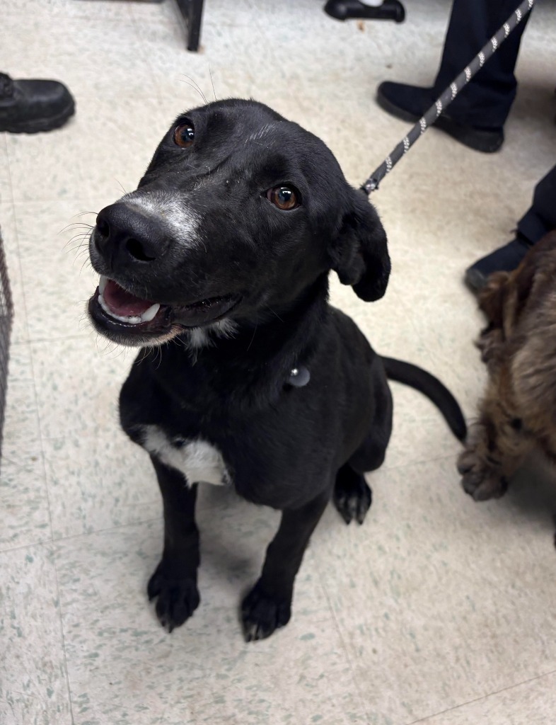 Allie, an adoptable Pit Bull Terrier, Labrador Retriever in Rock Springs, WY, 82901 | Photo Image 1